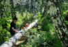 В Алтайском крае за «черными лесорубами» будут следить из космоса